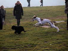 Altai mit Windhund