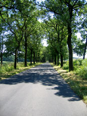 Allee bei Dominikowo (Mienken)