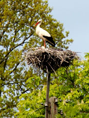 Storch in Dominikowo 2011