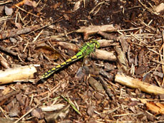 Libelle in Dominikowo (Mienken)