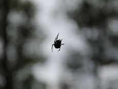 Paj�k Spinne